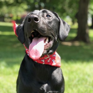 Fundraising Page: Lauren Joseph